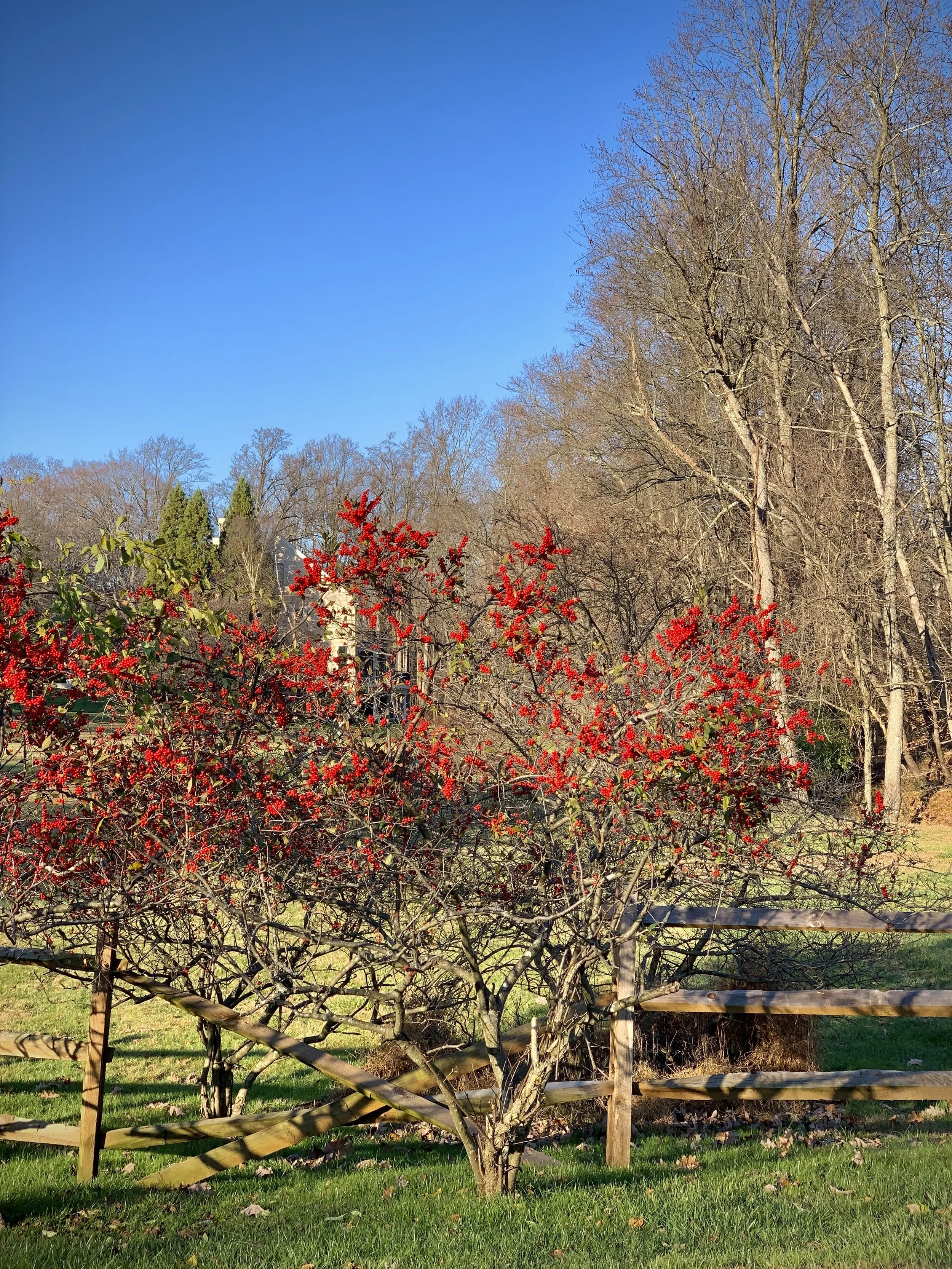 Winterberry Holly — Wheeler Wildlife Refuge Association